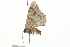  ( - 09BBELE-1852)  @13 [ ] CreativeCommons - Attribution (2009) Unspecified Centre for Biodiversity Genomics