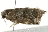  ( - 09BBELE-1862)  @12 [ ] CreativeCommons - Attribution (2009) Unspecified Centre for Biodiversity Genomics