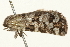  ( - 09BBELE-1955)  @12 [ ] CreativeCommons - Attribution (2010) Unspecified Centre for Biodiversity Genomics