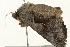  ( - 09BBELE-1994)  @12 [ ] CreativeCommons - Attribution (2010) Unspecified Centre for Biodiversity Genomics