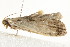  ( - 10BBCLP-2164)  @13 [ ] CreativeCommons - Attribution (2011) CBG Photography Group Centre for Biodiversity Genomics