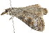  ( - 10BBCLP-2286)  @12 [ ] CreativeCommons - Attribution (2011) CBG Photography Group Centre for Biodiversity Genomics