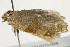  ( - 10BBCLP-2308)  @12 [ ] CreativeCommons - Attribution (2011) CBG Photography Group Centre for Biodiversity Genomics