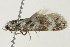  ( - 10BBCLP-2326)  @12 [ ] CreativeCommons - Attribution (2011) CBG Photography Group Centre for Biodiversity Genomics