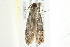  ( - 10BBCLP-2358)  @12 [ ] CreativeCommons - Attribution (2011) CBG Photography Group Centre for Biodiversity Genomics