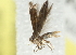  ( - 10BBCLP-2416)  @12 [ ] CreativeCommons - Attribution (2011) CBG Photography Group Centre for Biodiversity Genomics