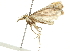  ( - 10BBCLP-2424)  @12 [ ] CreativeCommons - Attribution (2011) CBG Photography Group Centre for Biodiversity Genomics
