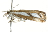  ( - 10BBCLP-2530)  @12 [ ] CreativeCommons - Attribution (2011) CBG Photography Group Centre for Biodiversity Genomics