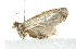  ( - 10BBCLP-2634)  @12 [ ] CreativeCommons - Attribution (2011) CBG Photography Group Centre for Biodiversity Genomics