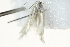  ( - 10BBCLP-2671)  @13 [ ] CreativeCommons - Attribution (2011) CBG Photography Group Centre for Biodiversity Genomics