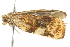  ( - 10BBCLP-2746)  @11 [ ] CreativeCommons - Attribution (2011) CBG Photography Group Centre for Biodiversity Genomics