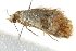  ( - 10BBCLP-2863)  @12 [ ] CreativeCommons - Attribution (2011) CBG Photography Group Centre for Biodiversity Genomics