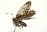  ( - 10BBCLP-2914)  @13 [ ] CreativeCommons - Attribution (2011) CBG Photography Group Centre for Biodiversity Genomics