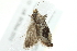  ( - 10BBCLP-2917)  @13 [ ] CreativeCommons - Attribution (2011) CBG Photography Group Centre for Biodiversity Genomics