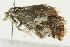  ( - 10BBCLP-2921)  @12 [ ] CreativeCommons - Attribution (2011) CBG Photography Group Centre for Biodiversity Genomics