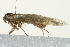  ( - 10BBCLP-2930)  @13 [ ] CreativeCommons - Attribution (2011) CBG Photography Group Centre for Biodiversity Genomics