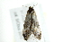  ( - 10BBCLP-2933)  @12 [ ] CreativeCommons - Attribution (2011) CBG Photography Group Centre for Biodiversity Genomics