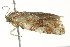  ( - 10BBCLP-2785)  @11 [ ] CreativeCommons - Attribution (2011) CBG Photography Group Centre for Biodiversity Genomics