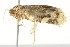  ( - 10BBCLP-2786)  @11 [ ] CreativeCommons - Attribution (2011) CBG Photography Group Centre for Biodiversity Genomics