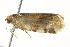 ( - 10BBCLP-2789)  @11 [ ] CreativeCommons - Attribution (2011) CBG Photography Group Centre for Biodiversity Genomics