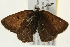  (Tharsalea epixanthe - 09BBELE-2199)  @13 [ ] CreativeCommons - Attribution (2010) Unspecified Centre for Biodiversity Genomics