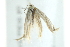  ( - 10BBCLP-3052)  @13 [ ] CreativeCommons - Attribution (2011) CBG Photography Group Centre for Biodiversity Genomics