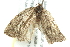  ( - 10BBCLP-3070)  @12 [ ] CreativeCommons - Attribution (2011) CBG Photography Group Centre for Biodiversity Genomics