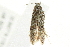  ( - 10BBCLP-3075)  @13 [ ] CreativeCommons - Attribution (2011) CBG Photography Group Centre for Biodiversity Genomics