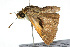  ( - 09BBLEP-04478)  @13 [ ] CreativeCommons - Attribution (2009) Unspecified Centre for Biodiversity Genomics