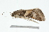  ( - 09BBLEP-01271)  @12 [ ] CreativeCommons - Attribution (2009) Unspecified Centre for Biodiversity Genomics