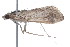  ( - 09BBLEP-01027)  @13 [ ] CreativeCommons - Attribution (2009) Unspecified Centre for Biodiversity Genomics