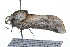  ( - 09BBLEP-01665)  @13 [ ] CreativeCommons - Attribution (2009) Unspecified Centre for Biodiversity Genomics