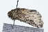  ( - 09BBLEP-00965)  @12 [ ] CreativeCommons - Attribution (2009) Unspecified Centre for Biodiversity Genomics