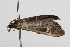  ( - 09BBLEP-01018)  @12 [ ] CreativeCommons - Attribution (2009) Unspecified Centre for Biodiversity Genomics