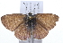  (Leptotes - 09BBLEP-01694)  @15 [ ] CreativeCommons - Attribution (2009) Unspecified Centre for Biodiversity Genomics