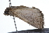  ( - 09BBLEP-01744)  @13 [ ] CreativeCommons - Attribution (2009) Unspecified Centre for Biodiversity Genomics