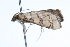  ( - 09BBLEP-01883)  @13 [ ] CreativeCommons - Attribution (2009) Unspecified Centre for Biodiversity Genomics