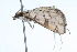  ( - 09BBLEP-01884)  @13 [ ] CreativeCommons - Attribution (2009) Unspecified Centre for Biodiversity Genomics