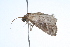  ( - 09BBLEP-01914)  @13 [ ] CreativeCommons - Attribution (2009) Unspecified Centre for Biodiversity Genomics