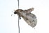  ( - 09BBLEP-01915)  @13 [ ] CreativeCommons - Attribution (2009) Unspecified Centre for Biodiversity Genomics