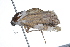  ( - 09BBLEP-01799)  @12 [ ] CreativeCommons - Attribution (2009) Unspecified Centre for Biodiversity Genomics