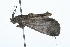  ( - 09BBLEP-01478)  @13 [ ] CreativeCommons - Attribution (2009) Unspecified Centre for Biodiversity Genomics