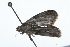  ( - 09BBLEP-01504)  @13 [ ] CreativeCommons - Attribution (2009) Unspecified Centre for Biodiversity Genomics