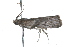  ( - 09BBLEP-01589)  @13 [ ] CreativeCommons - Attribution (2009) Unspecified Centre for Biodiversity Genomics