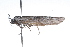  ( - 09BBLEP-01317)  @13 [ ] CreativeCommons - Attribution (2009) Unspecified Centre for Biodiversity Genomics