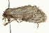  ( - 09BBLEP-02390)  @13 [ ] CreativeCommons - Attribution (2009) Unspecified Centre for Biodiversity Genomics