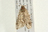  ( - 09BBLEP-02415)  @13 [ ] CreativeCommons - Attribution (2009) Unspecified Centre for Biodiversity Genomics
