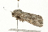  ( - 09BBLEP-02545)  @13 [ ] CreativeCommons - Attribution (2009) Unspecified Centre for Biodiversity Genomics