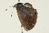  ( - 09BBLEP-02617)  @13 [ ] CreativeCommons - Attribution (2009) Unspecified Centre for Biodiversity Genomics