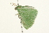  ( - 09BBLEP-02699)  @13 [ ] CreativeCommons - Attribution (2009) Unspecified Centre for Biodiversity Genomics